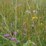Naturpark Wiesensaatgut
