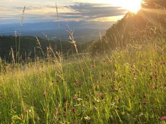 Regionale Wiesensaatgutvermehrung Südsteiermark