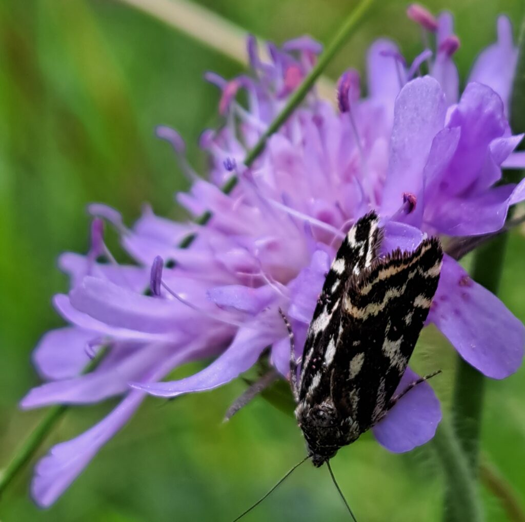 Ackerwinden-Bunteulchen auf Wiesen-Witwenblume ©RMSW AL